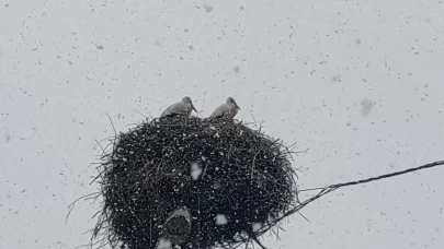 Baharın habercisi leylekler, Bingöl'de kar sürpriziyle karşılaştı!