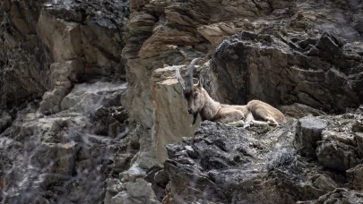 Munzur Vadisi'nde bahar hareketliliği: Yaban keçileri ve bozayılar gözlemlendi!