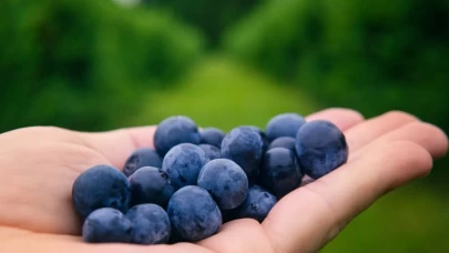 Hücresel gençlik ve canlılık sonucu