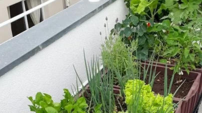 Saksıdan bereket fışkıracak! Balkonda sebze yetiştirme rehberi: Hangi ayda ne ekilir?