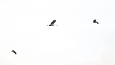 Leyleklerin göçü başladı: Yeni mola rotası Vize!