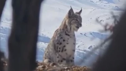 Elazığ'da doğa harikası: Vaşak, kurt ve dağ keçisi aynı anda görüntülendi