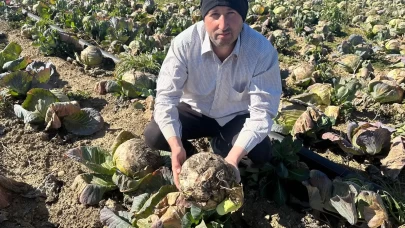 Pazarda 70 liraya ama kimse yüzüne bakmıyor! Üretici Tarım Kredi'ye çağrı yaptı