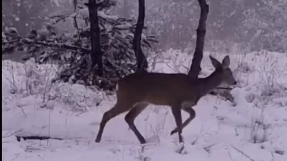 Doğanın sessiz kahramanları: Karadeniz'deki yaban hayvanlarının kış belgeseli!