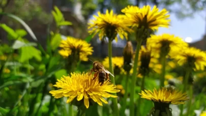 Karahindiba Çiçeği bakımı, yetiştirilmesi ve şaşırtıcı faydaları