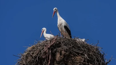 Uluabat’ta mutlu son: Yaren Leylek, Nazlı'sına kavuştu