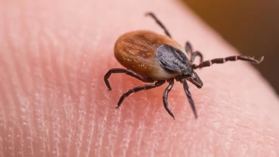 Bu yıl sayıları çok daha fazla olacak! İşte kritik tarih