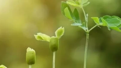 Eczaneden alın, saksıya atın! Bitkileri devleştiren aspirinli su ve maya maskesinin sırrı