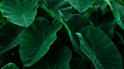 Fil Kulağı Çiçeği (Alocasia) bakım ve çoğaltma rehberi