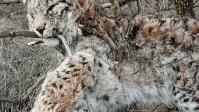 Kayseri'de 'hayalet avcı' vaşak ölü bulundu