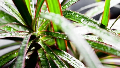 Marginata çiçeği bakımı ve püf noktaları