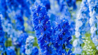 Hazeran Çiçeği (Delphinium) bakım ve büyütme sırları