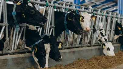 Mide bulandıran görüntüler: Hayvanları kilo alsın diye dışkı içinde tutuluyor iddiası