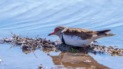 İlk kez Gaziantep'te görüntülendi... İşte 'takkeli cılıbıt' kuşu