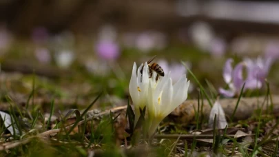 Kır çiçekleri doğayı kartpostala dönüştürdü