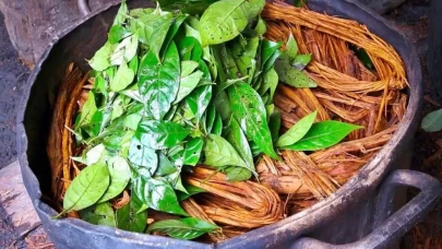 Ayahuasca çayı Türkiye'de yasak mı? Ayahuasca çayı ve DMT nedir? Yusuf Güney ile gündemde!
