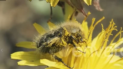 Kahverengi kokarcadan sonra yeni tehlike