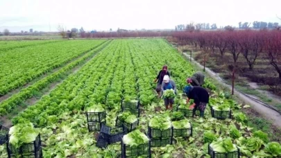 Yapamazsın diyenler şimdi gıptayla bakıyor! Tarlasına ekerek 40 kadına ekmek kapısı oldu