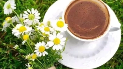 Papatya kahvesi nedir?