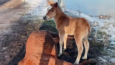 Ölen annesinin başından bir an bile ayrılmadı: Yavru tayın çaresizliği yürekleri dağladı