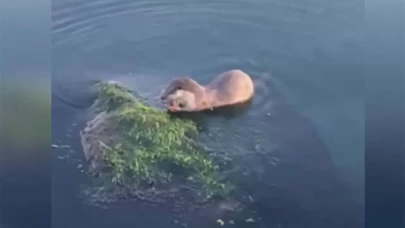 Zonguldak'ta su samuru ailesi görüntülendi