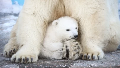 Kutup ayısı yavrusu dünyaya geldi