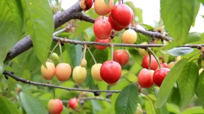 Kiraz gram altınla yarışıyor! Yılın ilk kirazı 6 bin TL'den satıldı