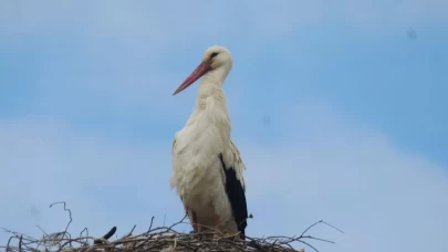 Kuşadası’na 40 yıl sonra leylekler geldi