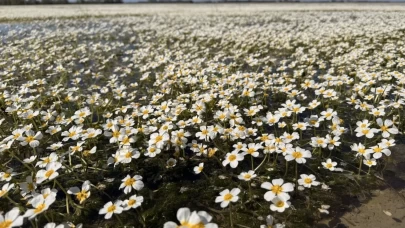 Kızılırmak deltası beyaza büründü: Su papatyalarının sadece bir ay ömrü var!