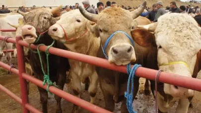 2026 Kurbanlık fiyatları ne kadar oldu? Büyükbaş ve küçükbaş kurbanlık canlı Kg fiyatları (İl İl Güncel Liste)