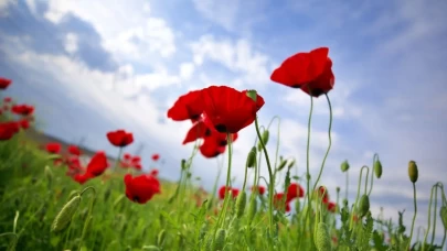 Görenler hayran kalıyor: Gelincik tarlalarında bahar mesaisi başladı!