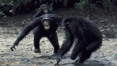İnsanlık tarihine en yakın paralel! Maymunların iç savaşı başladı