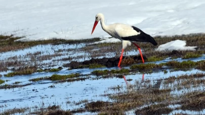 Sarıkamış’ta görsel şölen: Karlar eridi, göçmen kuşlar geri döndü