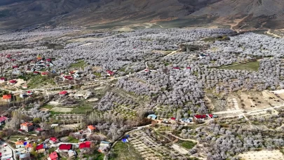 Malatya beyaza büründü: 2 milyon kayısı ağacı aynı anda çiçek açtı!