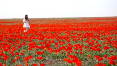 Tabloları andıran görüntüler! Kazakistan'da açan laleler hayran bıraktı