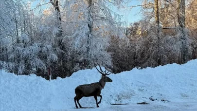 Burası Alaska değil Türkiye! Karlı arazide beslenen geyikler hayran bıraktı