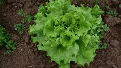 Tarsus’taki 'marul' videosu kurgu çıktı