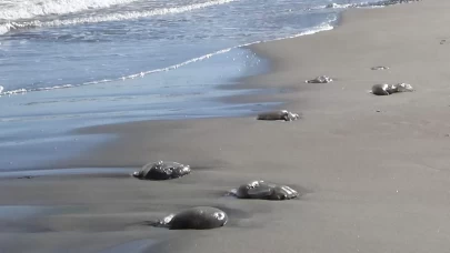 Sahillerde görülüyor! Uzmanlar uyardı: Sakın dokunmayın