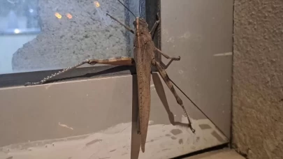 Etçil çekirge insana zarar verir mi? Dev etçil çekirge ısırır mı?