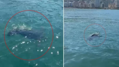 Balina sandılar, kameraya sarıldılar! Rize'de nadir görülen o canlıya rastlandı