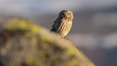 Gece avcısı gündüz ortaya çıktı: Nadir görülen kukumav baykuşu objektiflere yakalandı