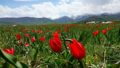 Muş Ovası kızıla boyandı! 'Muş 1071' laleleri açtı, görenler gözlerine inanamadı
