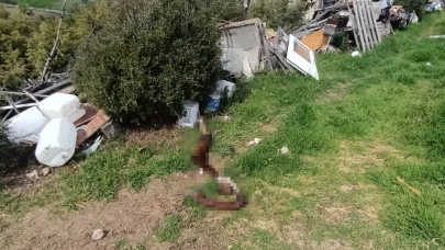 Hurdalıkta kan donduran manzara: Ölmüş at parçaları ve köpek leşleri bulundu