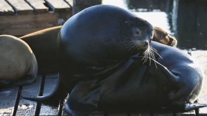 Fisherman’s Wharf’ta Deniz Aslanı yoğunluğu