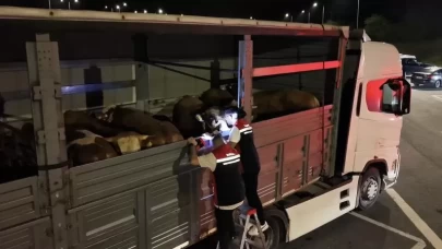 Kurban Bayramı hazırlıkları sürüyor! İstanbul'da sevk noktalarında yoğun mesai