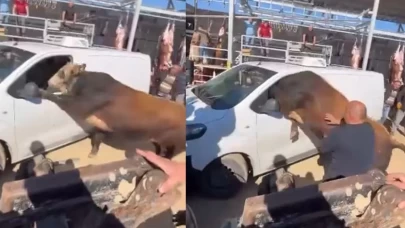 Ankara’da kurbanlık boğa ortalığı karıştırdı!
