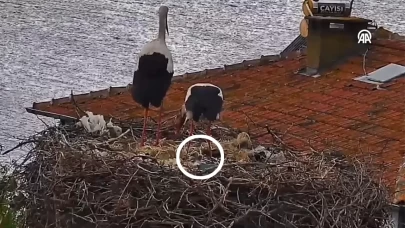 Yaren leyleğin yavruları yumurtadan çıktı