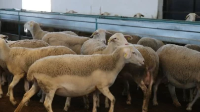 Iğdır'da arı saldırısı sonrası acı bilanço