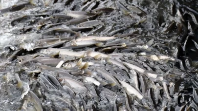 Deli Çay taşma noktasına geldi, balıklar ilerleyemiyor