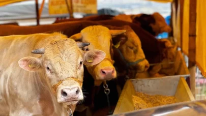 Kurbanlıklar görücüye çıktı: İstanbul’da pazarlarda hareketlilik başladı